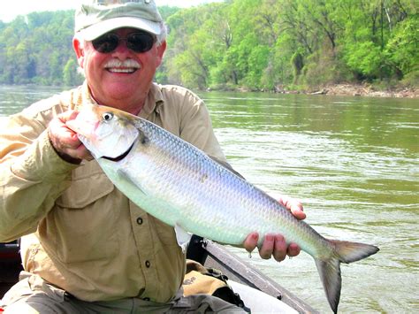 Rediscovering the Lagoon Tributary's Magical Shad: A Conservation Success Story